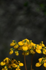 Calceolaria corymbosa