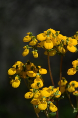 Calceolaria corymbosa