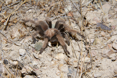 Aphonopelma iodius