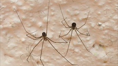 Pholcidae