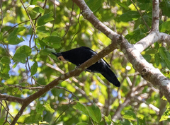 Sarcops calvus