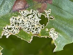 Acalitus ferrugineum