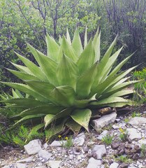Agave gentryi