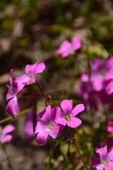 Oxalis