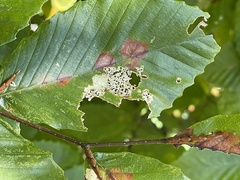 Acalitus ferrugineum