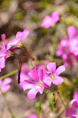 Oxalis