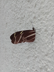 Heliconius charithonia vazquezae