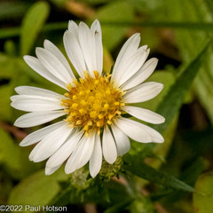Symphyotrichum