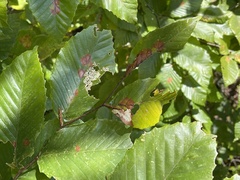 Acalitus ferrugineum