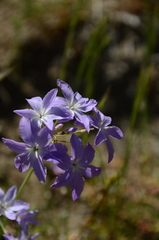 Leucocoryne ixioides