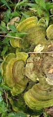 Trametes villosa