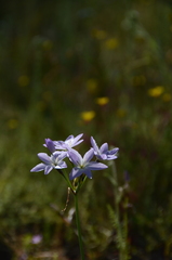 Leucocoryne ixioides