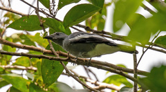 Campephagidae