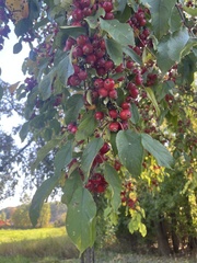 Malus coronaria