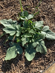 Rhamphospermum nigrum