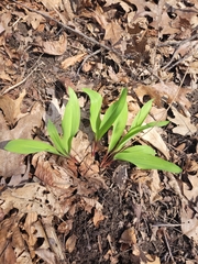 Allium tricoccum
