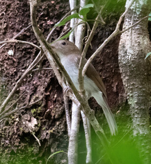 Pachycephala homeyeri