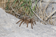 Aphonopelma iodius