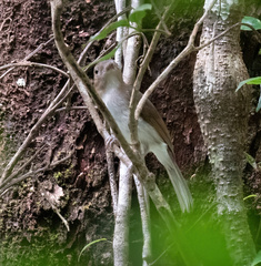 Pachycephala homeyeri