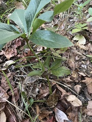 Helleborus orientalis