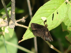 Pholisora