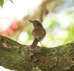 Pachycephala homeyeri