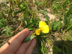 Vigna luteola