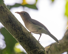 Pachycephala homeyeri
