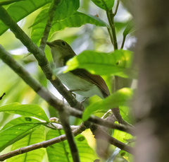 Pachycephala homeyeri