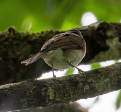 Pachycephala homeyeri