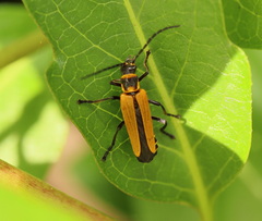 Chauliognathus flavipennis