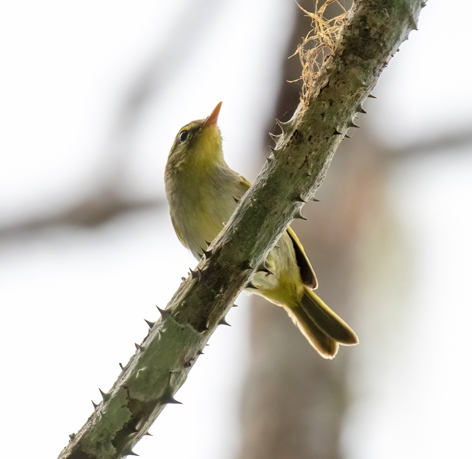 Lemon-throated Leaf Warbler illustration