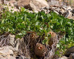 Aristolochia pearcei