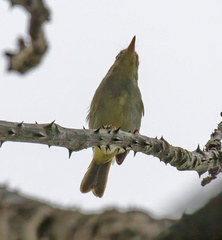 Phylloscopus cebuensis