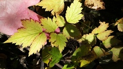 Actaea