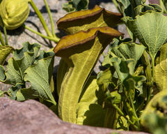 Aristolochia pearcei