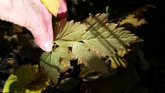Actaea