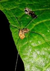 Leiobunum blackwalli