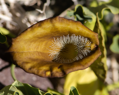 Aristolochia pearcei