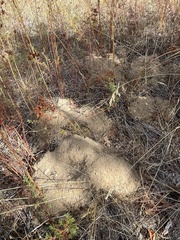 Thomomys talpoides