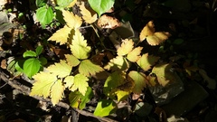 Actaea