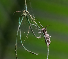 Cerambycoidea