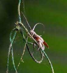 Cerambycoidea
