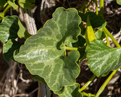 Aristolochia pearcei