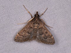 Steniodes declivalis