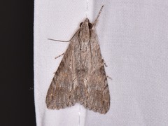 Melipotis acontioides