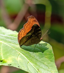 Junonia hedonia