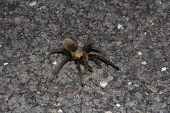 Aphonopelma iodius