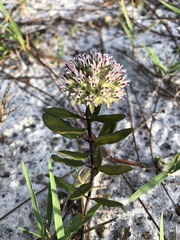 Asclepias curtissii