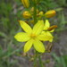 Bulbine Lily - Photo (c) Harry Rose, some rights reserved (CC BY)